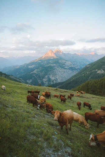 A cover of "future home" cluster. The owner is fennel.x. The cluster consists of 19 elements.