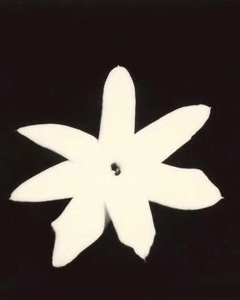 A cover of "Flower" cluster. The owner is liuliu. The cluster consists of 3 elements.