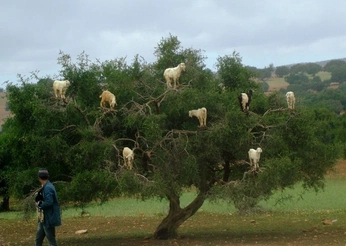 A cover of "surreal" cluster. The owner is aidaaasc. The cluster consists of 17 elements.