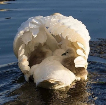 A cover of "birds | fowl" cluster. The owner is animatedmovies. The cluster consists of 16 elements.