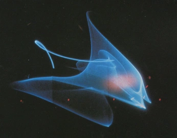 A cover of "Nereus" cluster. The owner is tommychalmers. The cluster consists of 201 elements.