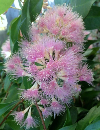 A cover of "Aus alpine" cluster. The owner is greenmark. The cluster consists of 6 elements.