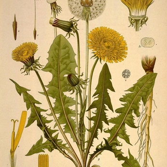 A cover of "natur lab" cluster. The owner is alxs.nv. The cluster consists of 3 elements.