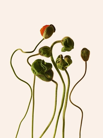 A cover of "Rob, is that you?" cluster. The owner is a3lxavd. The cluster consists of 5 elements.