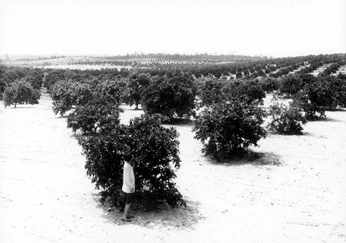 A cover of "Citron Corridor" cluster. The owner is doodleshoog. The cluster consists of 39 elements.