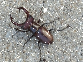 A cover of "Artrópodos Irados" cluster. The owner is pewlycosidae. The cluster consists of 16 elements.