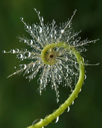 A cover of "details" cluster. The owner is rosaveldkamp. The cluster consists of 12 elements.