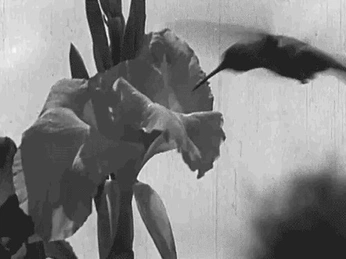 A cover of "Virtuosity" cluster. The owner is monzter. The cluster consists of 14 elements.