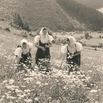 A cover of "grass" cluster. The owner is bunnycottage. The cluster consists of 57 elements.