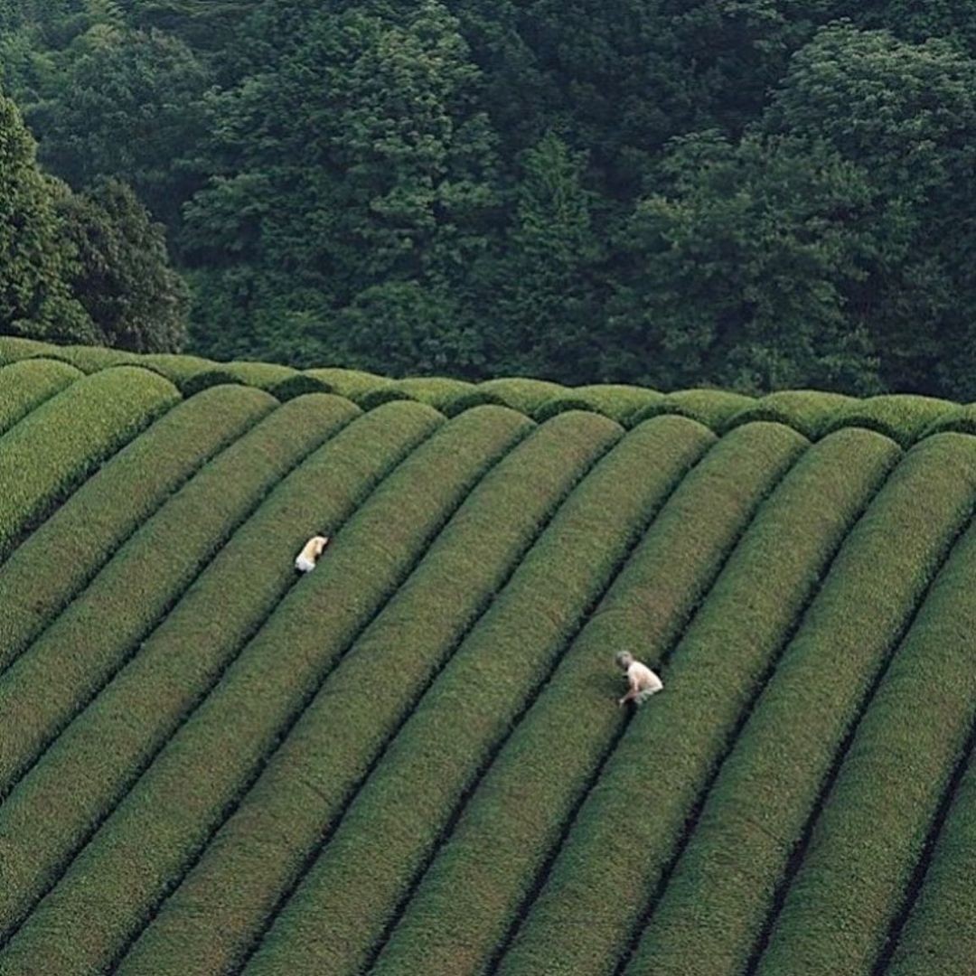 matchazen vision board