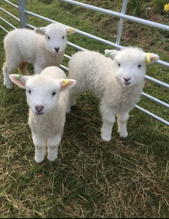 A cover of "Ethereal" cluster. The owner is yoonongki. The cluster consists of 18 elements.
