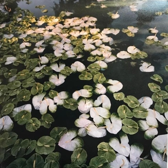 A cover of "Nature" cluster. The owner is kyyyyra. The cluster consists of 1 element.