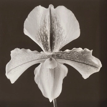 A cover of "Flowers" cluster. The owner is cdevx. The cluster consists of 267 elements.