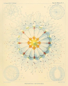 haeckel jellyfish medusae