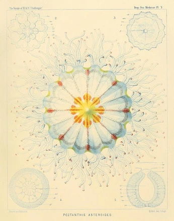 A cover of "SOFT" cluster. The owner is tombbb. The cluster consists of 43 elements.