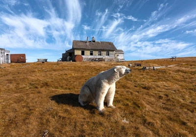 An image added by fiatlux on Dec 09, 2025. May present: kolyuchin island, polar bear, bears, brown bear.