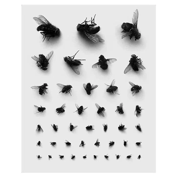 A cover of "Insects" cluster. The owner is insectivastudio. The cluster consists of 15 elements.