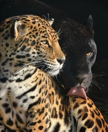 A cover of "Wild cats 🐆" cluster. The owner is bagelfied. The cluster consists of 17 elements.