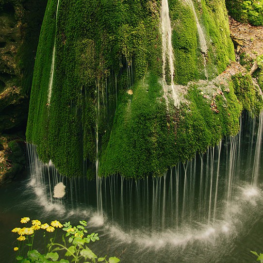 Forests that slow time