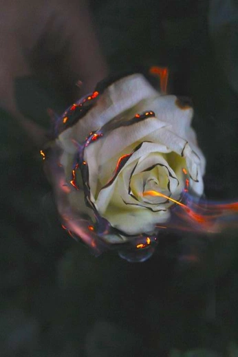 A cover of "Cinema" cluster. The owner is translucent0. The cluster consists of 1 element.