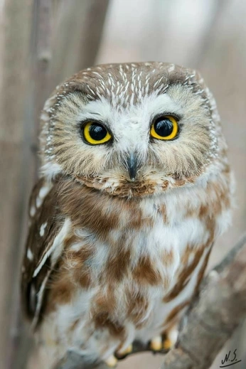 A cover of "Izel's board" cluster. The owner is h4nabanana. The cluster consists of 18 elements.