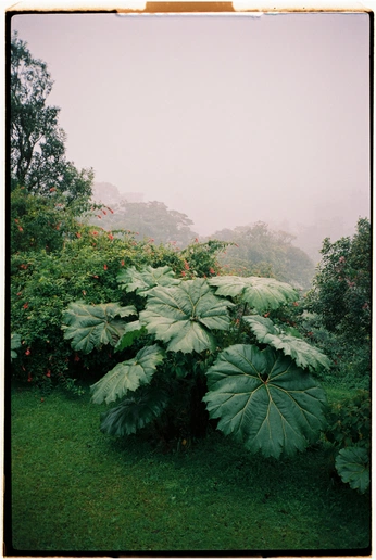 A cover of "Nature" cluster. The owner is melissaolivenb. The cluster consists of 11 elements.