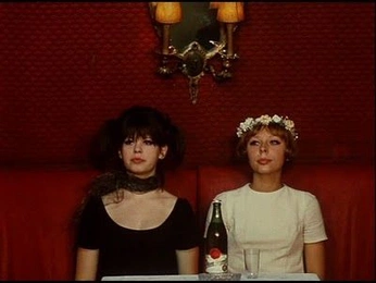 A cover of "Daises 🌼" cluster. The owner is kayrommel. The cluster consists of 7 elements.