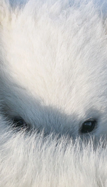 A cover of "Creation" cluster. The owner is elisabethvinca. The cluster consists of 43 elements.