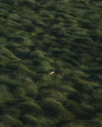 A cover of "nature" cluster. The owner is doselle. The cluster consists of 12 elements.