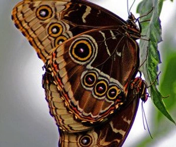 A cover of "Animals" cluster. The owner is verdantvervain. The cluster consists of 87 elements.