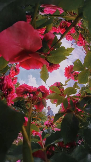 A cover of "Alchemie" cluster. The owner is elidaholte. The cluster consists of 26 elements.