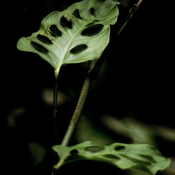 A cover of "Nature" cluster. The owner is skybear. The cluster description is "admiring nature’s beauty". The cluster consists of 8 elements.