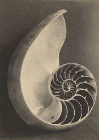 A cover of "Shirt stuff" cluster. The owner is coltonmotley. The cluster consists of 1 element.