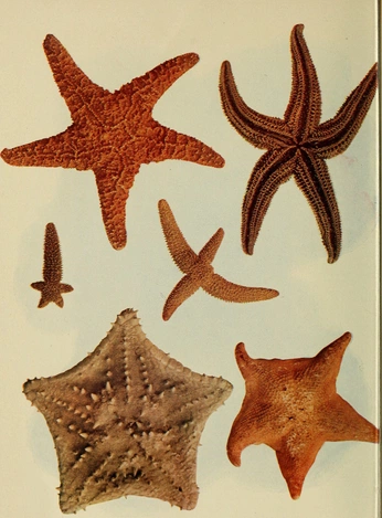 A cover of "Animals - sea" cluster. The owner is haileejacobs. The cluster consists of 58 elements.