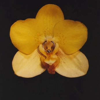 A cover of "Orchid" cluster. The owner is coreykuzma. The cluster consists of 19 elements.