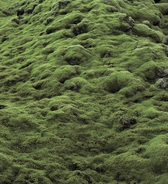 A cover of "green" cluster. The owner is cameron01. The cluster consists of 114 elements.
