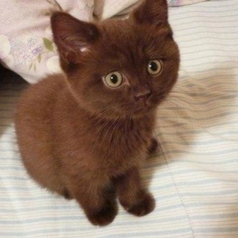 A cover of "Cats" cluster. The owner is northium. The cluster consists of 67 elements.