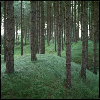 A cover of "[CLIENT] Alpenglow-Color" cluster. The owner is reztokia. The cluster consists of 46 elements.