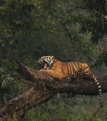 A cover of "meow" cluster. The owner is mahisucks. The cluster consists of 31 elements.