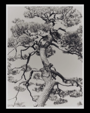 A cover of "tattoo" cluster. The owner is blueginkoh. The cluster consists of 3 elements.