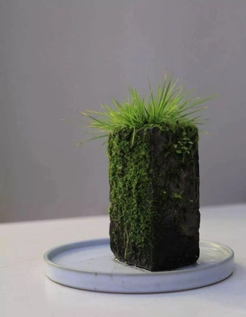 A cover of "plants" cluster. The owner is daviddempsey. The cluster consists of 3 elements.