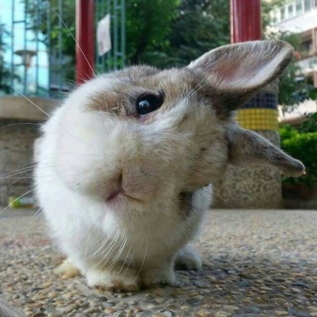 bunny