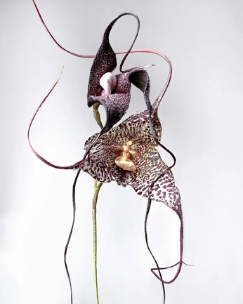 A cover of "loop" cluster. The owner is grckvera. The cluster consists of 4 elements.