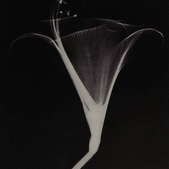 A cover of "Subtext" cluster. The owner is doublekick. The cluster consists of 62 elements.