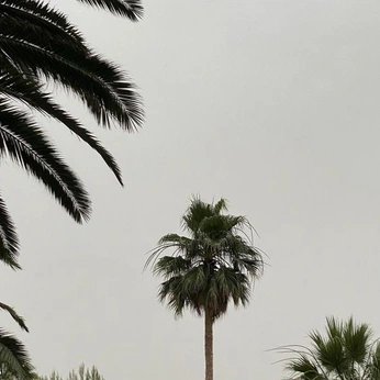 A cover of "Daydreams" cluster. The owner is mathilde. The cluster consists of 232 elements.