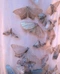 Cover of Butterfly cluster