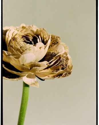 A cover of "Flowers" cluster. The owner is katham21. The cluster consists of 9 elements.