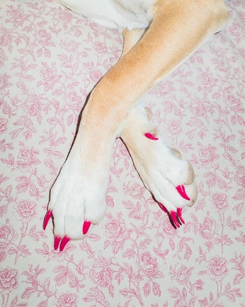 A cover of "cute" cluster. The owner is tanyasaini. The cluster consists of 13 elements.