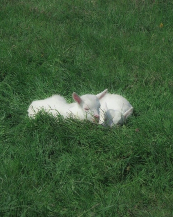 A cover of "🐐" cluster. The owner is leesamarie. The cluster consists of 11 elements.