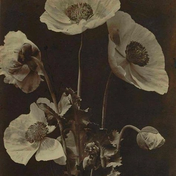 A cover of "Backgrounds" cluster. The owner is haddie26. The cluster consists of 15 elements.